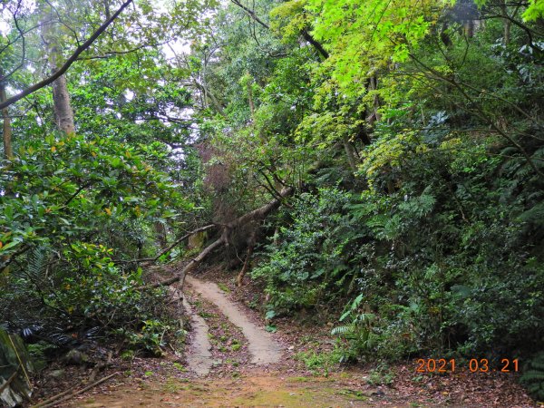 桃園 大溪 金面山、金山面山1315339
