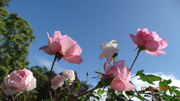 首登包場菜公坑&巴拉卡(枕頭)山O型825446