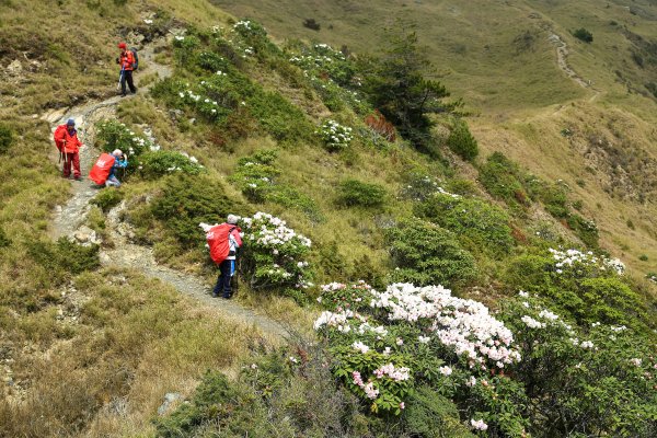 奇萊主山/北峰/路過小奇萊杜鵑盛開959330