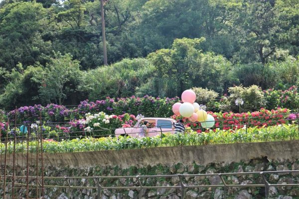 陽明山  頂湖環狀步道  ，竹子湖芋見小路 歐洲庭園 浪漫繡球花步道2174234