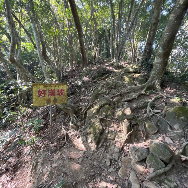 20231102_關西赤柯山（森遊竹縣）2762951