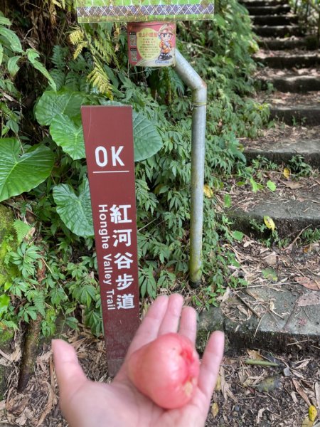 紅河谷加九寮溪/溯溪2232137