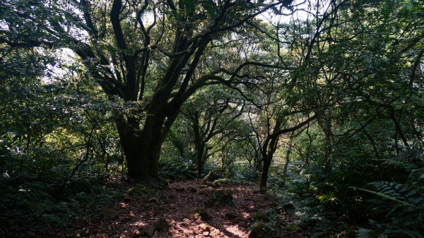 陽明山西段縱走 O形1916417