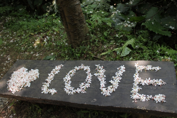 20160508新北市三芝區三生賞桐花步道90757