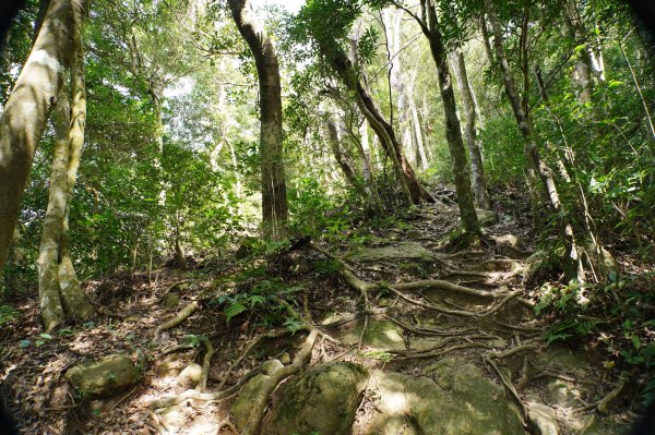 新竹 尖石 蓮包山、外鳥嘴山2914335
