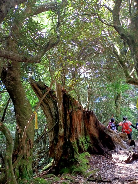塔曼山：新北市第一高峰之樹的國度1860885