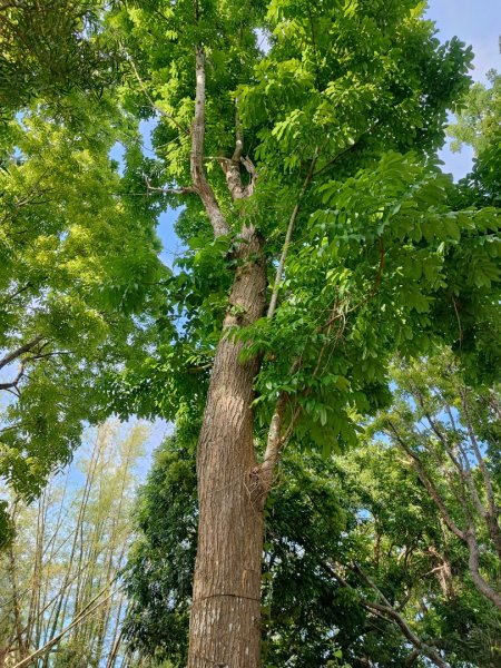 大崗山-小百岳#74-高雄市阿蓮區2486138