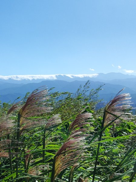 後花園散散步2936592