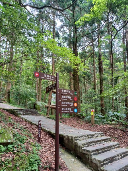 【桃園復興】台灣百大必訪步道。 東眼山森林遊樂區-東眼山自導式步道2835914
