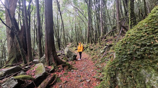 環繞在楓紅巨木和滿山翠綠的鞍馬山及大雪山小神木森林步道的悠哉山行記2996752