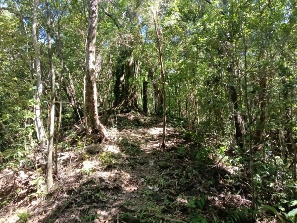 雙溪區中坑東山去回+林厝前荷花2877656