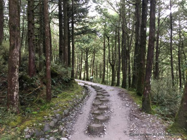 無雨無霧的宜蘭山毛櫸步道1157117