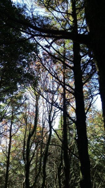 鳶嘴稍來賞楓行663224