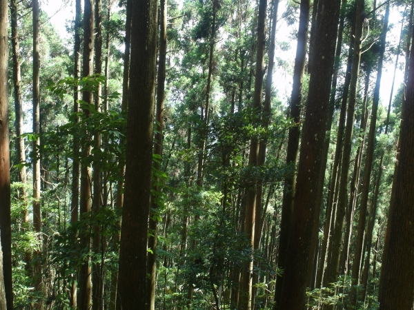 台灣小百岳第32座-苗栗南庄-向天湖山之88206