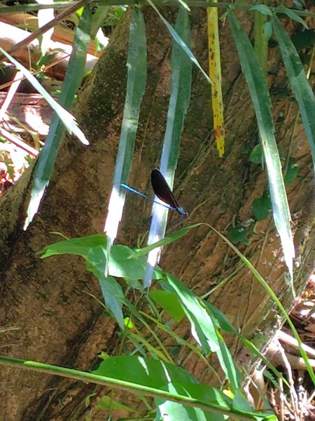 九彎仔步道2816547