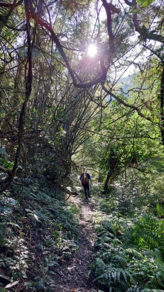 新店小粗坑赤蘆古道越嶺O型2784408