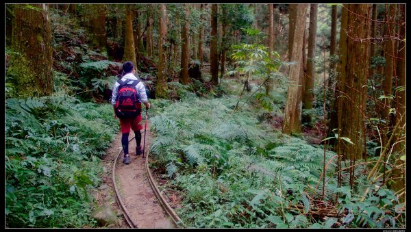 【加里山】森林浴（鹿場）502277