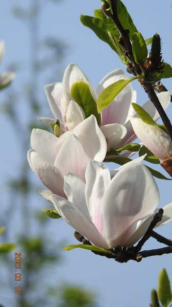 雲山水花鳥蝶 - 天龍國阿伯的日常 3/112063761