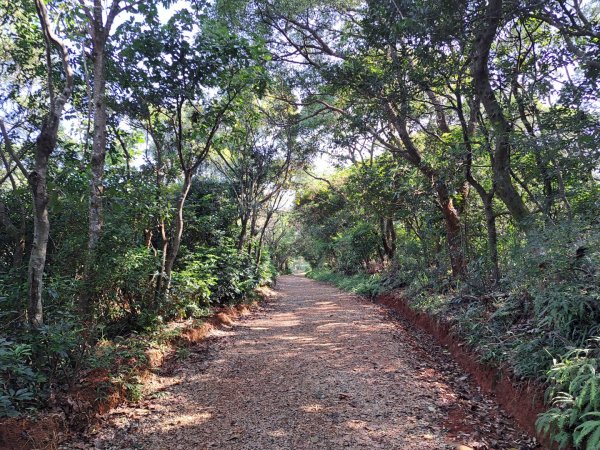 桃園羊稠森林，虎頭山，福山巖，石門山步道3128079