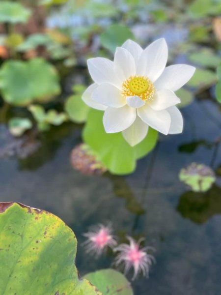 夜衝台大追ㄧ夜美人/穗花棋盤腳2574210