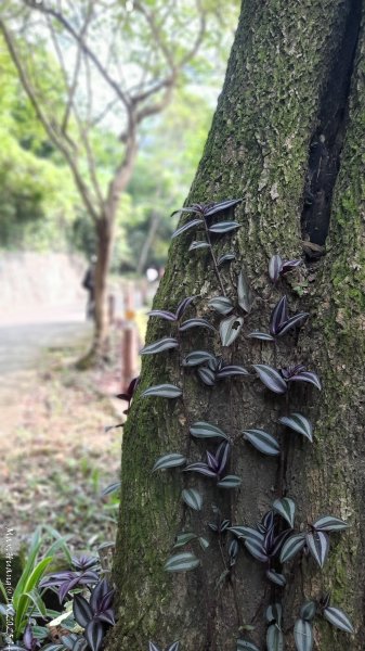 《台中》郊山飆汗｜潭子新田登山步道上聚興山O繞202510042904446