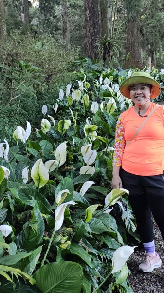 溪頭自然教育園區2938874