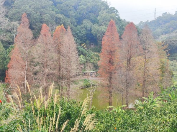 飛沙龍逆走2988878