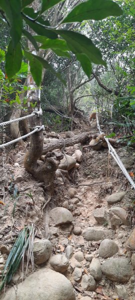 《苗栗》霧雨寒流｜三義三角山步道202512252969224
