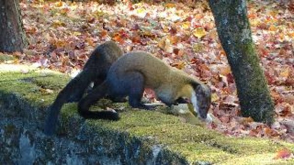 【新聞】我家不是你家-國家公園不是毛小孩的家