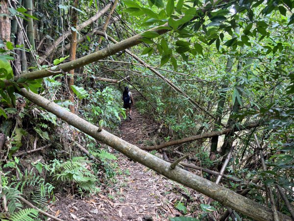 四寮溪生態步道2828555