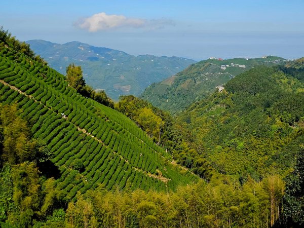 金柑樹山、忘憂森林步道-(南投)臺灣百大必訪步道2789371