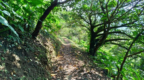 基隆山登山步道591988