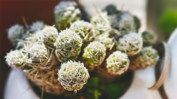 【蛇年走春】高雄桃源 • 世外桃源2700220