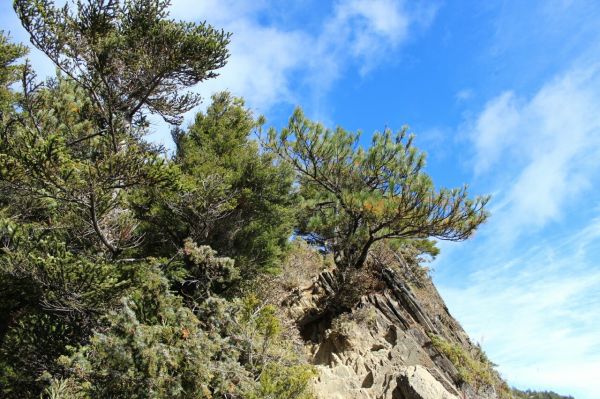 105.01.01 合歡山 北峰190420