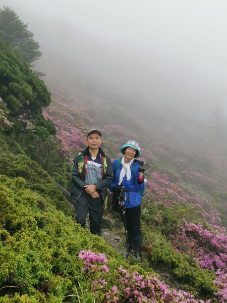 合歡北峰紅毛杜鵑盛開_202406052518314