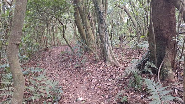 20240305坪頂古圳-登峰圳-內雙溪古道-瑪礁古道-大崎頭步道O繞2447233