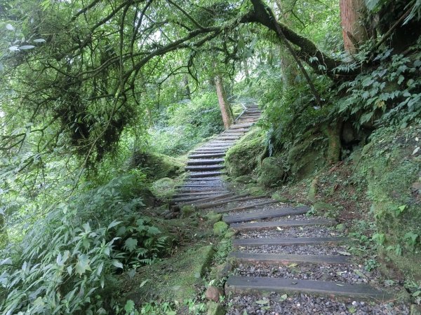 溪頭銀杏神木彩虹橋459527