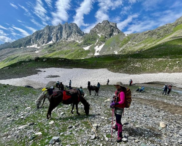 喀什米爾/馬牛羊駱駝動物寫真2565800