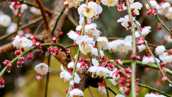 《青玉案・福壽山櫻》2712368