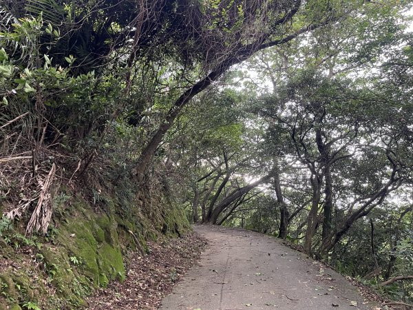 [微笑山線_第二段] 2025_0720 大棟山系_百年大榕樹2843315