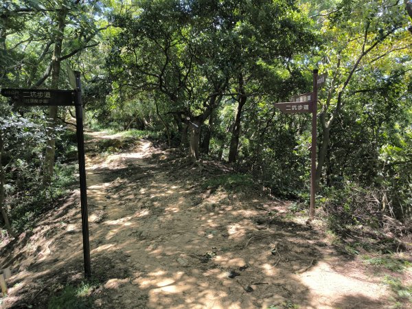 20250815微笑山線大棟山系百年大榕樹段2859926