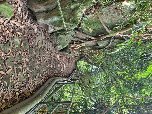 20240201故宮-狗殷勤古道-平菁街賞櫻-溪山百年水圳步道-平菁步道2458454