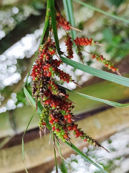 九讚頭車站-大崎棟.茶亭.逃學.騎龍古道20幾K繞大O2972521