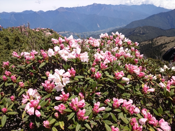 合歡北峰的玉山杜鵑花開了！39053