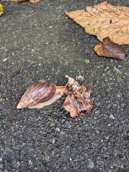 2025-06-14 臺北大縱走第一段來回2814731