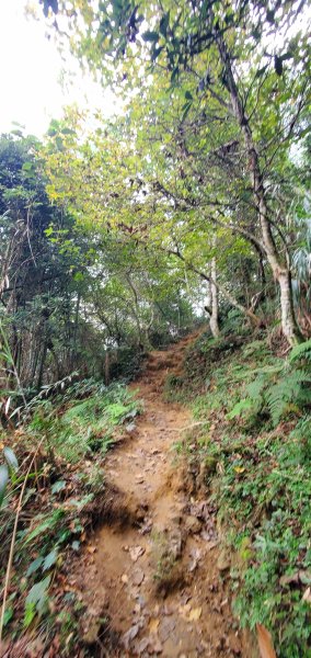2023-11-25溪頭鳳凰山步道2361010