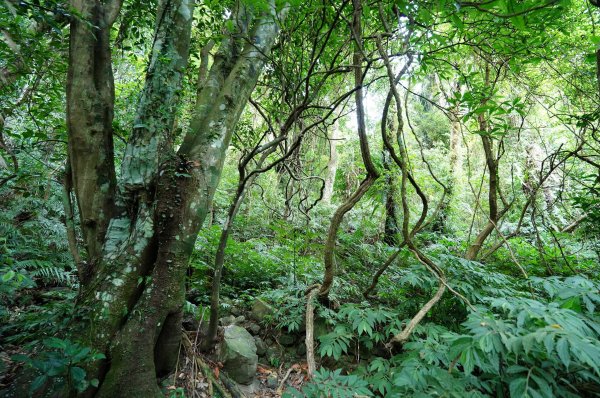 新北 烏來 烏來山、大桶山、四崁水山2829228