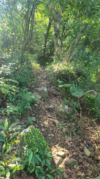 2025-0130溪和宮-大崎頭步道-鵝尾山-平溪步道-鵝尾山水田-42巷-溪山百年古圳-平菁步道2701859