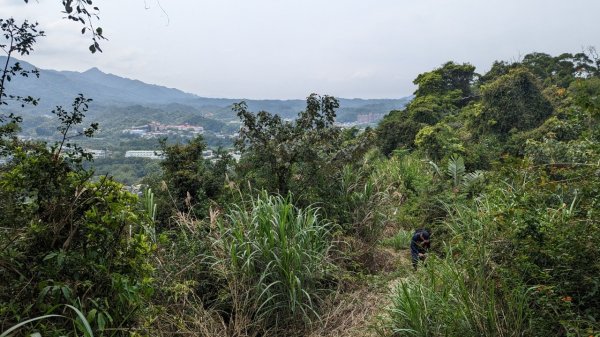 112.04.04王公坑山-烏塗窟山之開滿血藤花2120598