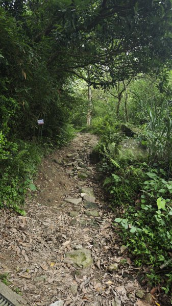2025-0505 觀音山土路追桐花+牛港稜步道2781368